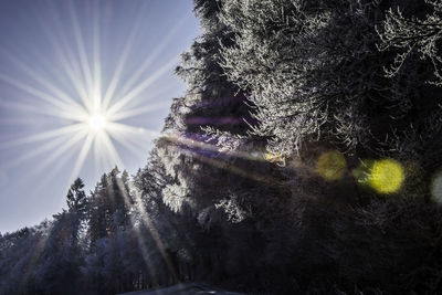 Close-up of silhouette trees against sky