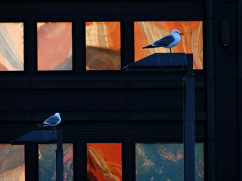 View of bird against building