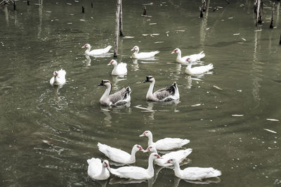 High angle view of swans swimming in lake