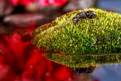 Close-up of insect on flower