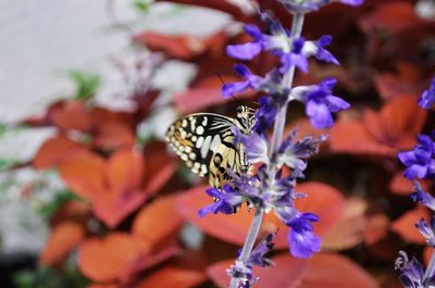 Close-up of butterfly pollinating on purple flower