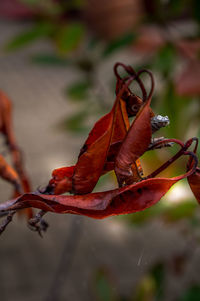 Close-up of red leaves on plant during autumn