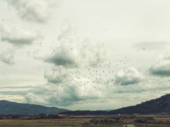 Flock of birds on land against sky