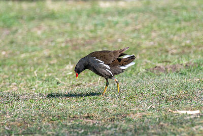 Duck on a field