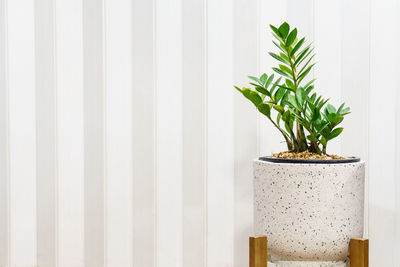 Close-up of potted plant against white wall