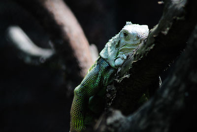 Close-up of lizard on tree