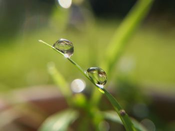 Close-up of water drop on leaf