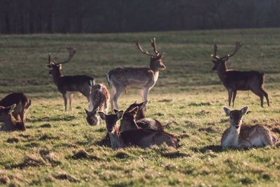 Herd of deer on field
