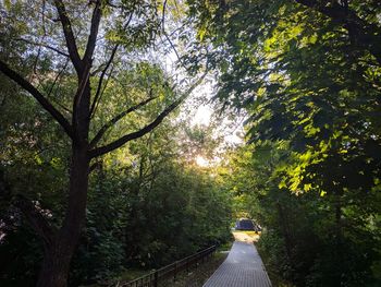 Road amidst trees in forest
