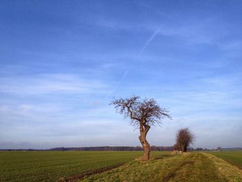 Tree on field against sky