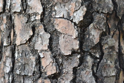 Full frame shot of tree trunk