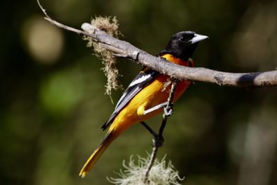 Close-up of bird perching on branch