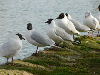 Group meeting of seagulls, there's much to talk about