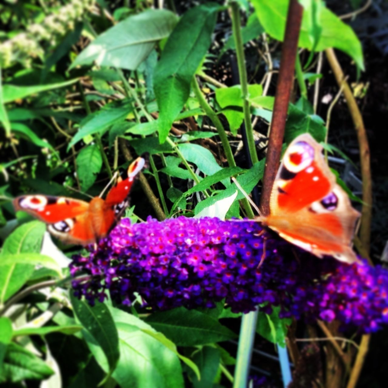 animal themes, animals in the wild, wildlife, one animal, insect, flower, plant, beauty in nature, nature, growth, green color, two animals, butterfly - insect, animal markings, multi colored, close-up, spotted, day, zoology, field