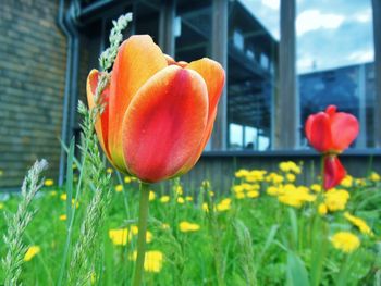 Close-up of red poppy flowers growing on field