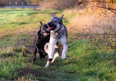 Dog running in a field