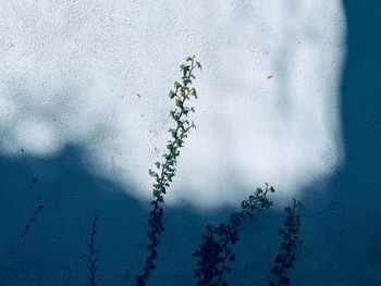 Close-up of plant against blue wall