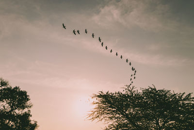 Low angle view of birds flying in sky