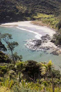 High angle view of sea and trees