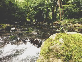 Stream flowing through forest