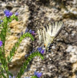 Close-up of butterfly pollinating on purple flower