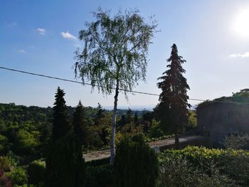 Trees on landscape against sky