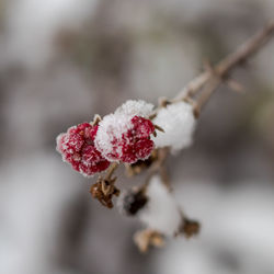 Close-up of frozen plant