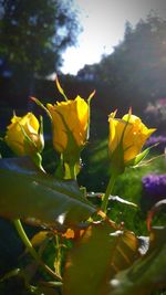 Close-up of yellow flowers blooming against sky