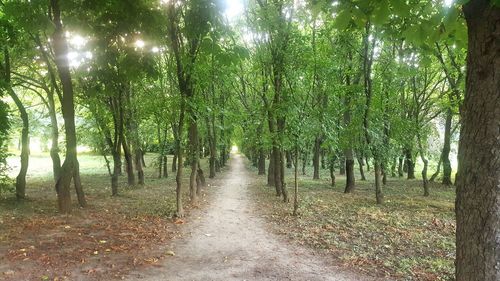 Trees in forest