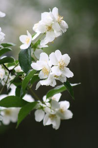 Close-up of white cherry blossoms