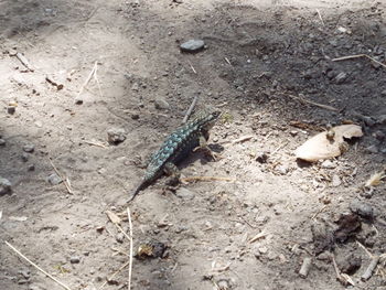 High angle view of insect on mud land