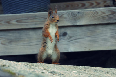 Close-up of squirrel on wood