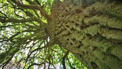 Low angle view of tree in forest