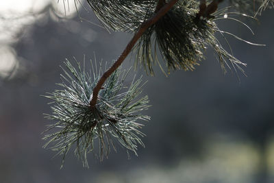 Close-up of wilted plant