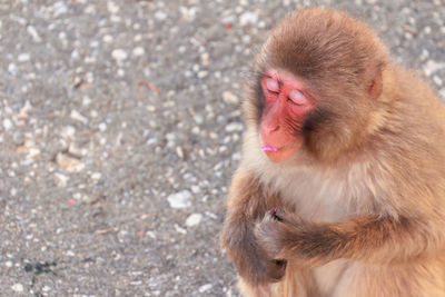 High angle view of monkey with eyes closed on street