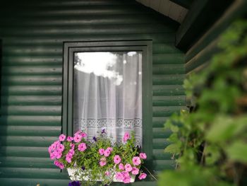 Close-up of flowers in window