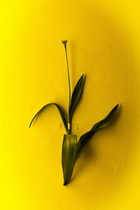 Close-up of lemon slice against yellow background