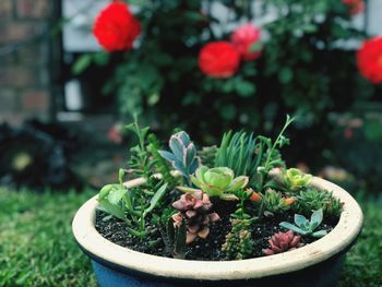 Close-up of small potted plant