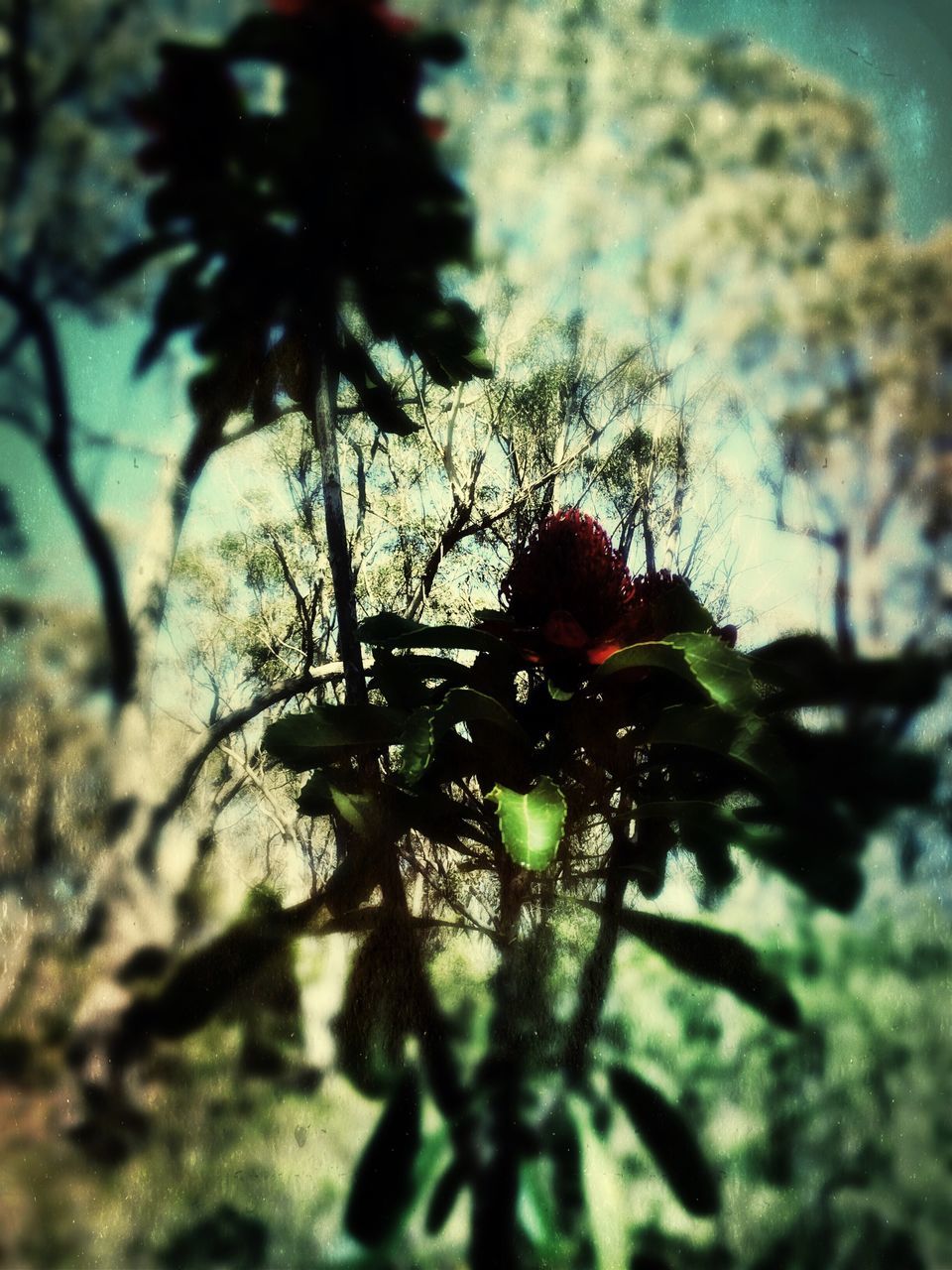 tree, branch, growth, focus on foreground, close-up, nature, selective focus, leaf, low angle view, beauty in nature, plant, outdoors, green color, no people, tranquility, day, sky, sunlight, silhouette, fruit