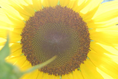 Close-up of sunflower