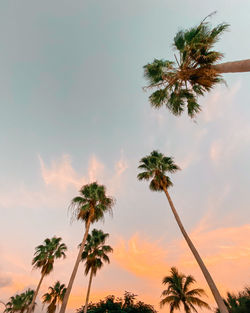 Low angle view of palm trees against sky during sunset
