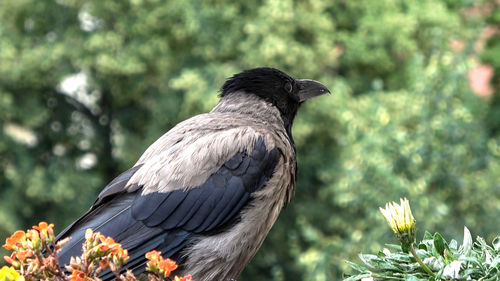 Close-up of bird perching on flower