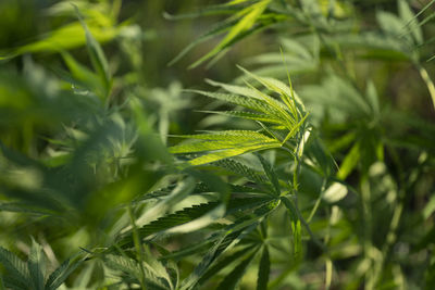 Close-up of fresh green plants