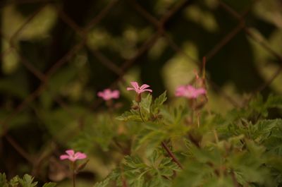 Close-up of pink flowering plant