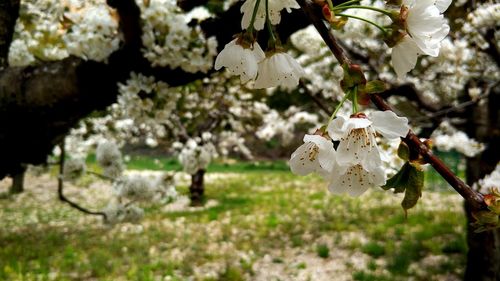 Close-up of white flowers on field