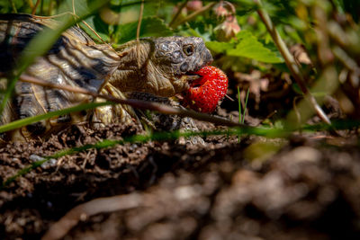 Close-up of lizard on field