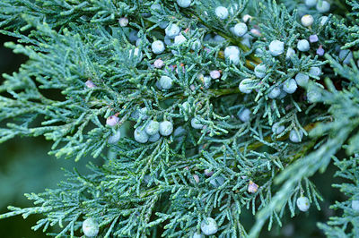 Close-up of pine tree with cones