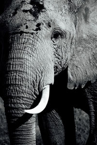 Close-up of elephant