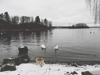 Swans swimming in lake against sky