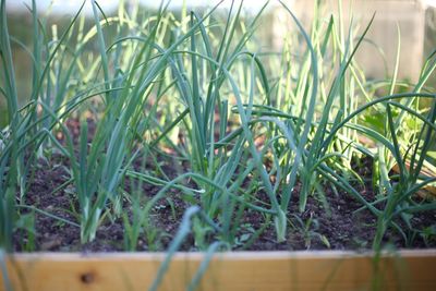 Close-up of plants growing on field